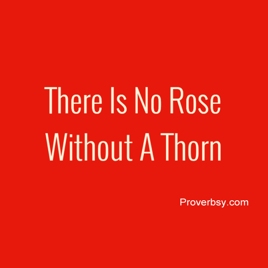 there is no rose without a thorn essay
